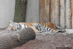 Kuznia-w-Siodelku-Zwiedzanie-ZOO-w-Opolu-22