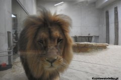 Kuznia-w-Siodelku-Zwiedzanie-ZOO-w-Opolu-23