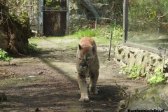 Kuznia-w-Siodelku-Zwiedzanie-ZOO-w-Opolu-5