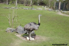 Kuznia-w-Siodelku-Zwiedzanie-ZOO-w-Opolu-7