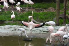 Kuznia-w-Siodelku-Zwiedzanie-ZOO-w-Opolu-8