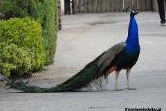 Kuznia-w-Siodelku-Zwiedzanie-ZOO-w-Opolu-9