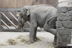 Kuznia-w-siodelku-ZOO-Ostrawa-16