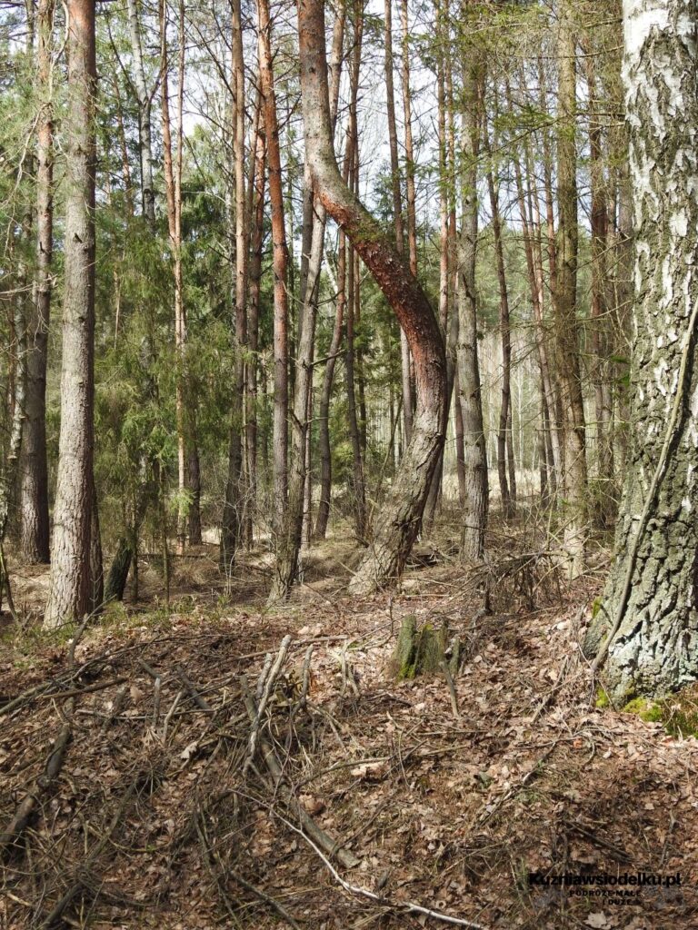 Staw Sangów Staw Sangów