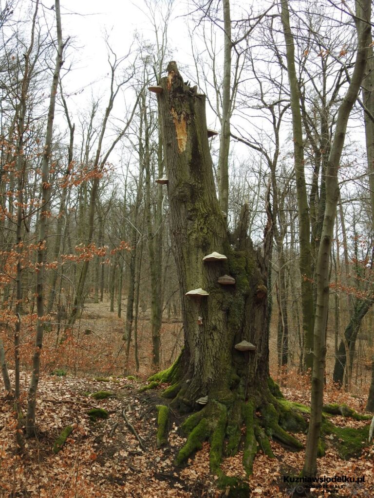 Szwajcaria Rachowicka