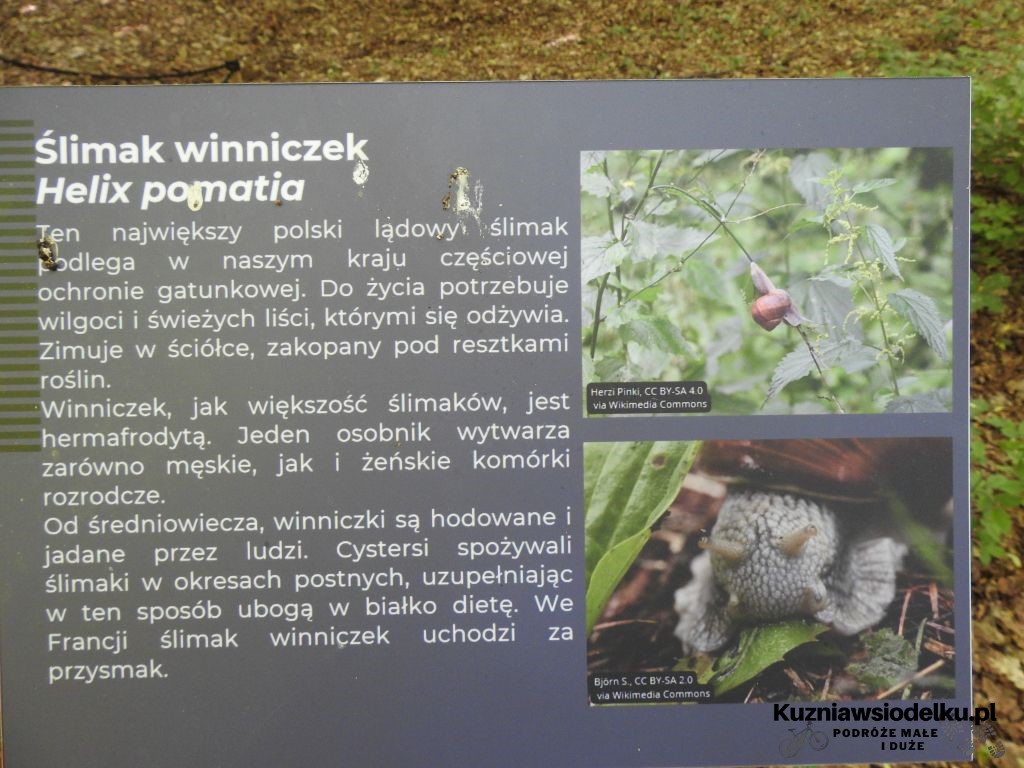 Obora Obora
