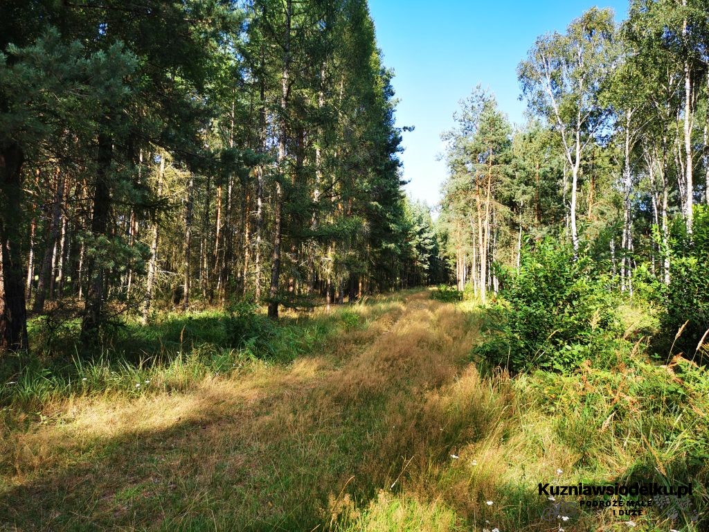 leśna trasa leśna trasa