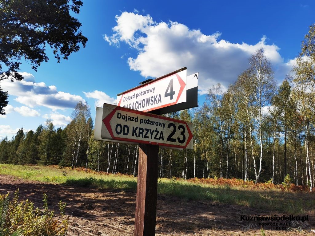 Pętla po lesie Pętla po lesie