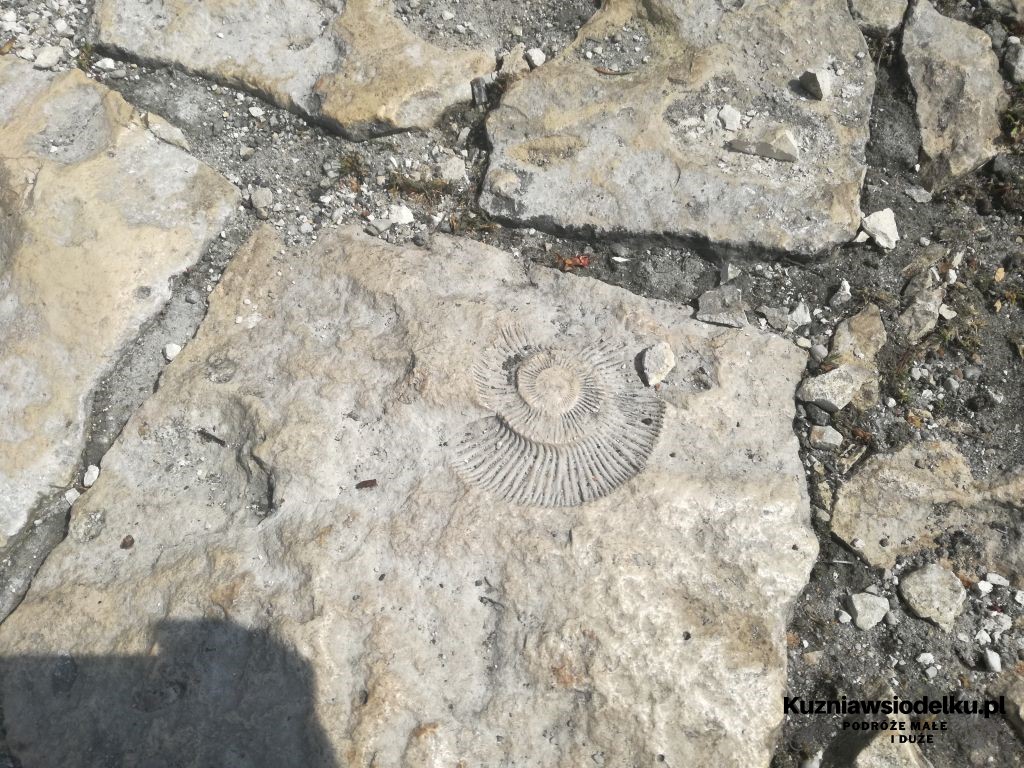 Skamienielina Skamienielina