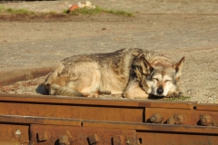 Kuznia W Siodelku - Kolejka Waskotorowa 9