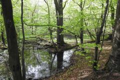 Kuznia-w-Siodelku-Rezerwat-Lezczok-Kwiecien-17