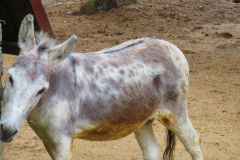 Kuznia w Siodelku - Raciborz Obora 8