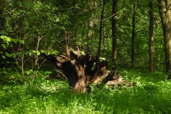 Kuznia-w-Siodelku-Rudzki-Park-3