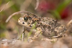 Kuznia-w-siodelku-zwierzeta-14