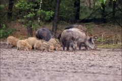 Kuznia-w-siodelku-zwierzeta-DZIKI