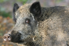 Kuznia-w-siodelku-zwierzeta-Fot.Ryszard-Czaplewski