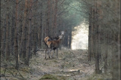 Kuznia-w-siodelku-zwierzeta-Lania-z-cielakiem