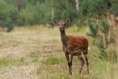 Kuznia-w-siodelku-zwierzeta-Lania